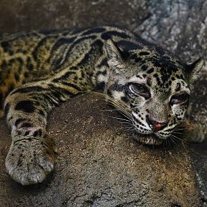 Bornean Clouded Leopard