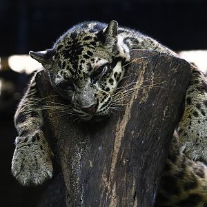 Bornean Clouded Leopard