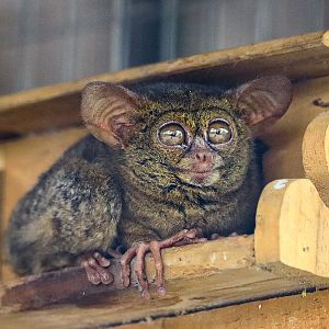 Spectral Tarsier