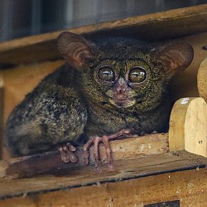 Spectral Tarsier