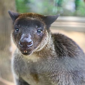 Grizzled Tree Kangaroo