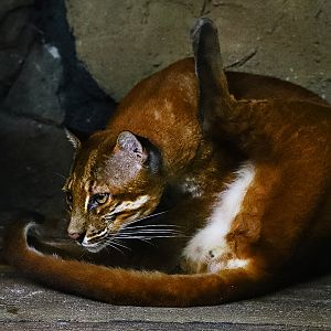 Asian golden cat