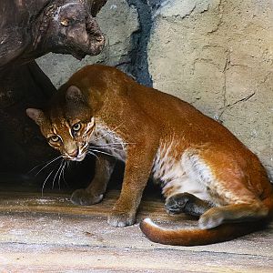 Asian golden cat