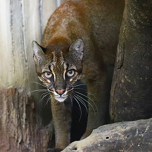 Asian golden cat
