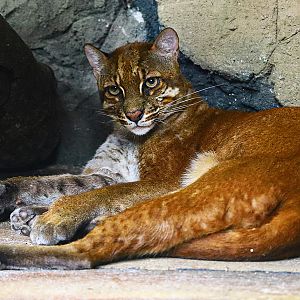 Asian golden cat
