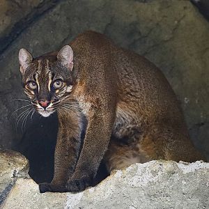 Asian golden cat