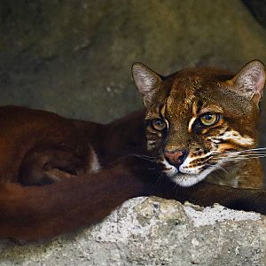 Asian golden cat