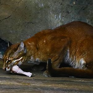 Asian golden cat