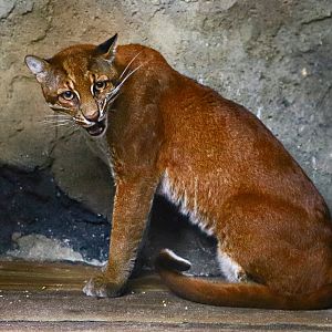 Asian golden cat