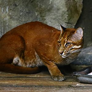 Asian golden cat