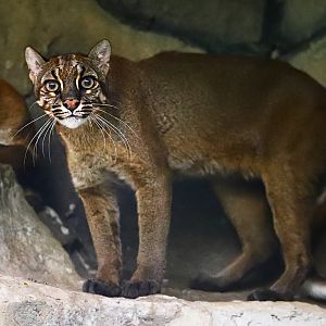 Asian golden cat