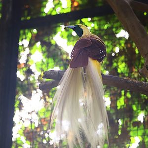 Lesser bird-of-paradise