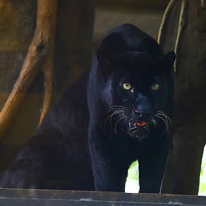 Black Javan leopard