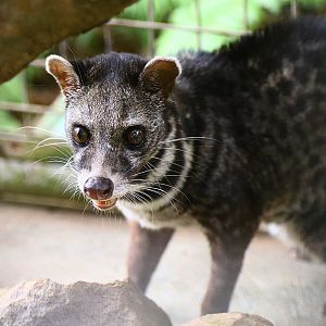 Malayan civet