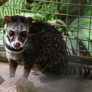 Malayan civet