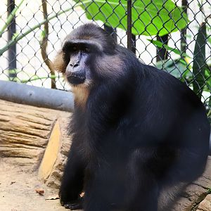 Tonkean macaque