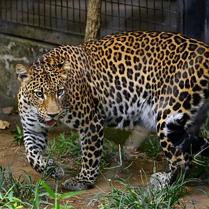 Javan Leopard