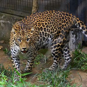 Javan Leopard