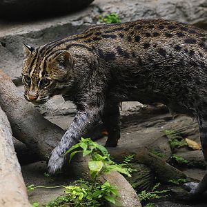 Fishing cat