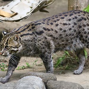 Fishing cat