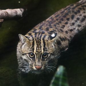 Fishing cat