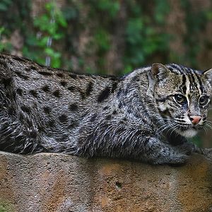 Fishing cat