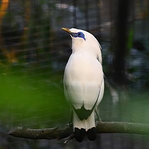 Bali myna