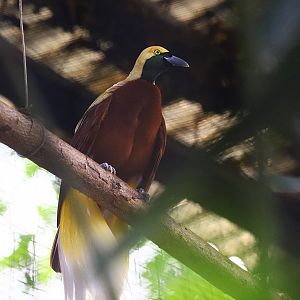 Lesser bird-of-paradise