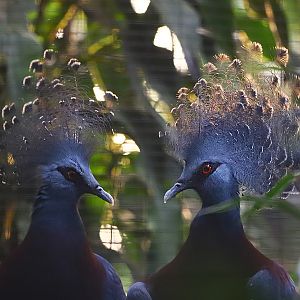 Victoria crowned pigeon