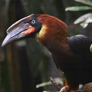 Rufous hornbill