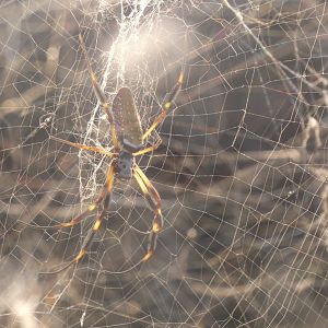 Golden Silk Spider
