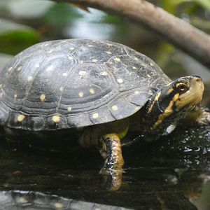 Spotted turtle