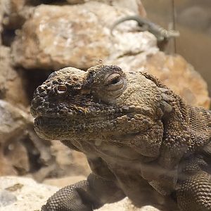 Chuckwalla
