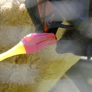 Feeding Malayan flying fox