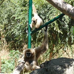 Lar gibbons Mei and Joon