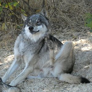 Gray wolf