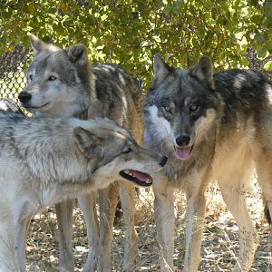 Gray wolves