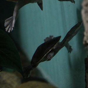 Toad-headed turtle sp?