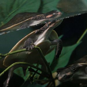 Snake-necked turtle sp?