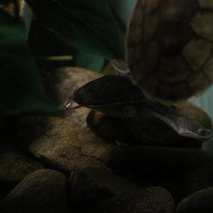 Toad-headed turtle sp?