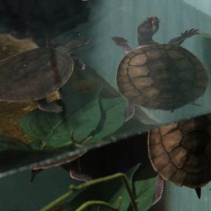 Snake necked turtle sp?