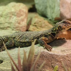 Sahara mastigure (Uromastyx geyri)