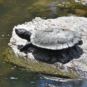 Eastern Saw-shelled Turtle