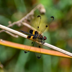 Yellow-striped Flutterer