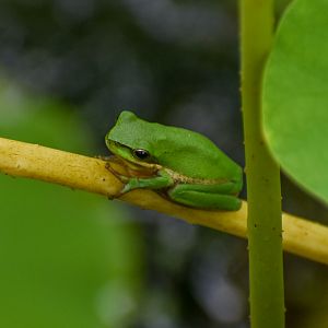 Eastern Dwarf Frog