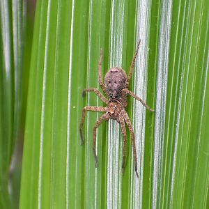 Brown Huntsman Spider