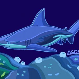 Sandbar Shark (Remastered 2024)