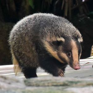 Greater Hog Badger (Arctonyx collaris)