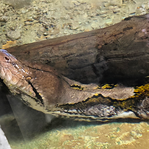 Reticulated Python (Malayopython reticulatus)