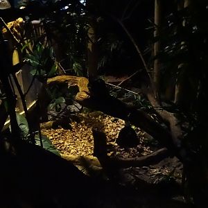 Tropikariet - Jungle by Night - General view